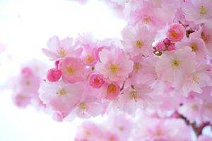 contact flourish mental wellbeing at work